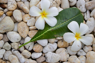 Fototapeta na wymiar The frangipani flowers on pebbles