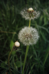 dandelions close up on a meadow