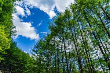 針葉樹林と青空
