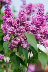 Beautiful lilac lilac flowers in spring in the garden