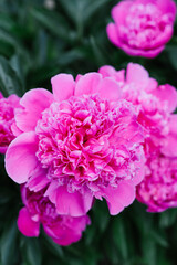 Fototapeta premium Beautiful pink flowers of the herbaceous peony in summer in the garden