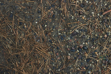 a ground texture background with pieces of grass small rocks pebbles and dirt pine needles