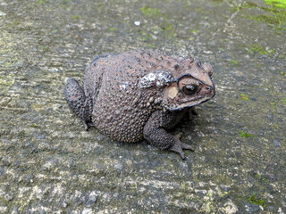 frog sitting on the ground