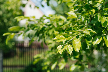 Fototapeta na wymiar Green leaves of apple branches in the summer garden