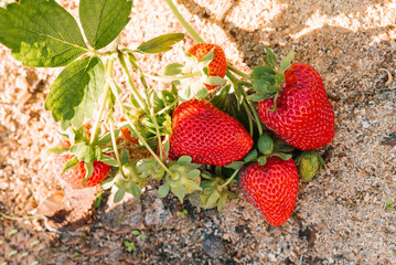 Strawberries ripen in the sun in the garden