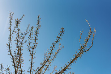Branches of a tree on a background of blue sky in spring