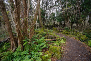 autumn forest pathway through fern and old trees