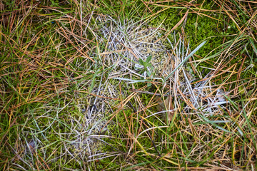 a ground texture background with pieces of grass small rocks pebbles and dirt pine needles