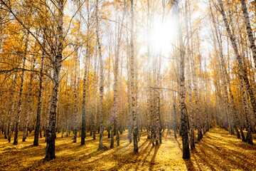 Autumn birch grove, illuminated by the bright sun. A colorful forest landscape of white birches with yellow leaves. The blinding sun. Seasonal weather in the forest or in the park.