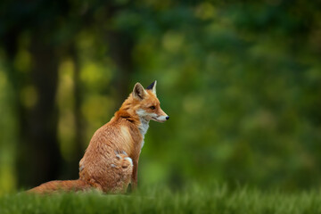 Red Fox, beautiful animal on green vegetation in the forest, in the nature habitat