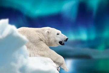Küchenrückwand glas motiv Nordlichter Eisbär liegt auf einem Gletscher mit Nordlichtern, Aurora Borealis. Gefährliches Tier auf Schnee
