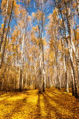 Autumn birch grove, illuminated by the bright sun. A colorful forest landscape of white birches with yellow leaves. Seasonal weather in the forest or in the park.