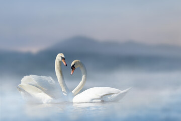 Romantic couple of swans in the lake on mountain background with fog