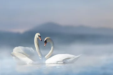 Selbstklebende Fototapeten Romantic couple of swans in the lake on mountain background with fog © byrdyak