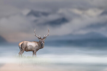 Adult red deer stands in the fog on mountains background