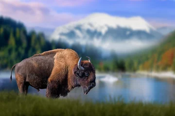 Foto op Plexiglas Buffel Bison staat in het gras tegen de achtergrond van met sneeuw bedekte bergen en meer