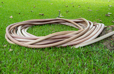 old hose on green grass in the garden