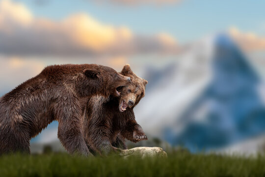 Two bears fight in the grass against the backdrop of snow-capped mountains