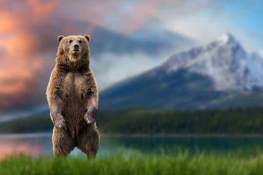 Brown bear (Ursus arctos) standing on his hind legs in the grass against the backdrop of snow-capped mountains and lake