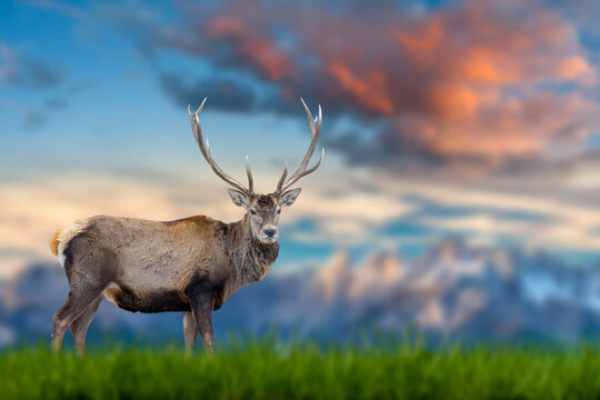 Red deer stands in the grass against the backdrop of snow-capped mountains