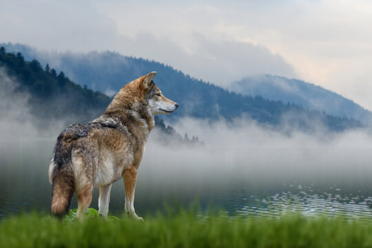 Wolf stands in the grass and looks into the distance against the backdrop of mountains