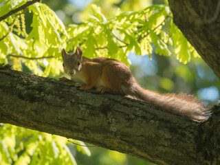 portrait of a squirrel on a tree