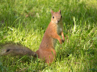 portrait of a squirrel on the green grass