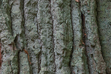 Texture of old wood.