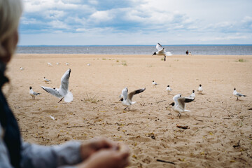 flock of sea gulls flying fighting for food on beach by the sea