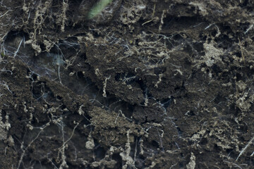Cut of natural soil with chernozem black earth humus wall after slice