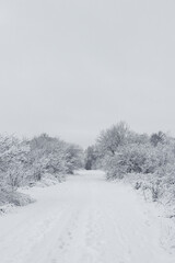 The road in the snowy forest.