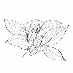 Peony leaf. Floral spring botanical Peonies. Isolated illustration element. Hand drawing wildflower for background, texture, wrapper pattern, frame or border.