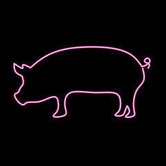 Neon pink pig silhouette thin line icon for logo design. Vector illustration of a pig mascot isolated on a black background.