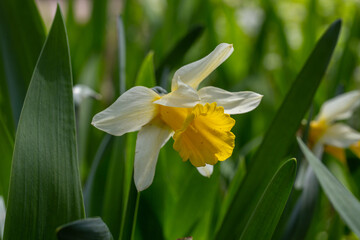 Blooming flower of daffodil in spring time macro photography. Blossom garden narcissus with white and yellow petals on a spring day close-up photo.