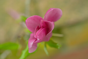 Fototapeta na wymiar Magnolia cultivar Jane pink bud in early spring