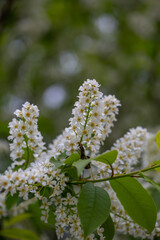 Blooming bird cherry macro photo in spring time. Spring blossom on a hackberry tree close-up photo. Blooming flowers with white petals on tree branches on a spring day.