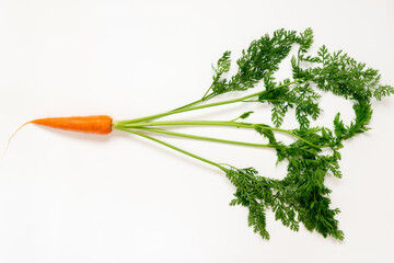 Harvested carrot (Daucus carota) before cooking