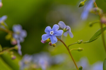 Forget me not flowers on a green background on a sunny day in springtime macro photography. Blooming Myosotis wildflowers with blue petals on a summer day close-up photo.