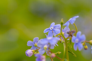 Fototapeta na wymiar Forget me not flowers on a green background on a sunny day in springtime macro photography. Blooming Myosotis wildflowers with blue petals on a summer day close-up photo.