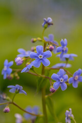Forget me not flowers on a green background on a sunny day in springtime macro photography. Blooming Myosotis wildflowers with blue petals on a summer day close-up photo.