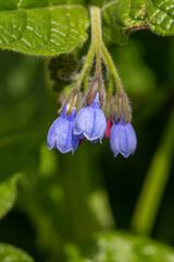 Blue comfrey flower on a green background on a sunny day in springtime macro photography. Blooming Symphytum wildflower with purple petals on a summer day close-up photo.