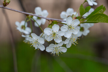 Cherry blossom in springtime on a sunny day, close-up photography. Blooming white flowers on the branches of a apple tree macro photography. Cherry blossom on a sunny spring day.	