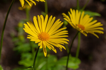Blooming yellow chamomile flower on a summer sunny day macro photo. Golden marguerite with yellow petals in the meadow close-up photo. Oxeye chamomile in springtime floral background.