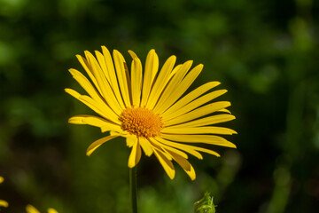 Blooming yellow chamomile flower on a summer sunny day macro photo. Golden marguerite with yellow petals in the meadow close-up photo. Oxeye chamomile in springtime floral background.