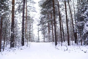 The forest is covered with snow. Frost and snowfall in the park. Winter snowy frosty landscape.