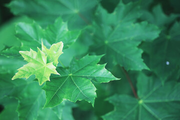 Spring nature background. Forest landscape. Green trees and grass on a spring morning.