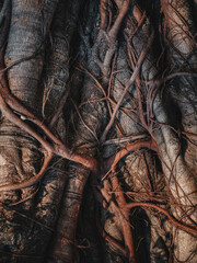 Tree trunk Roots texture Nature background