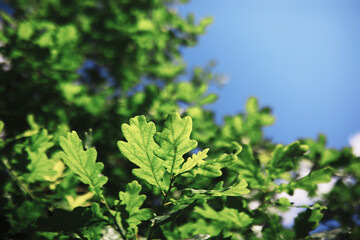 Spring nature background. Forest landscape. Green trees and grass on a spring morning.