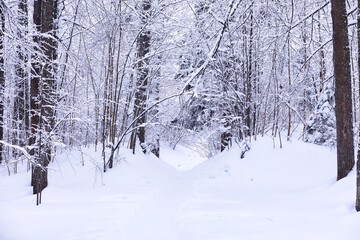 The forest is covered with snow. Frost and snowfall in the park. Winter snowy frosty landscape.