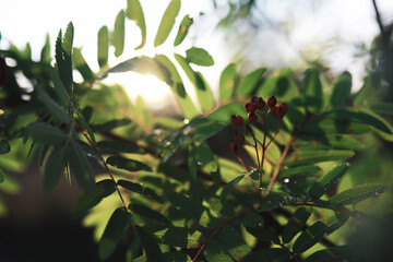 Spring nature background. Forest landscape. Green trees and grass on a spring morning.